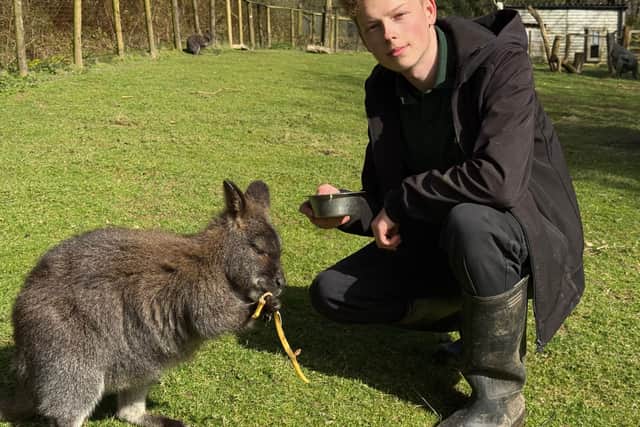 Signs of spring at North Devon zoo as baby wallaby sees the world for ...