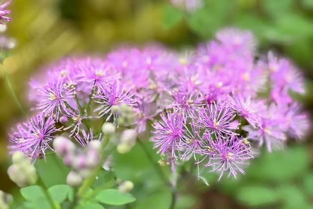 Above and below: A range of plants grown by Gardeners Delight Nursery in Barnstaple. Credit: Vikki Rimmer