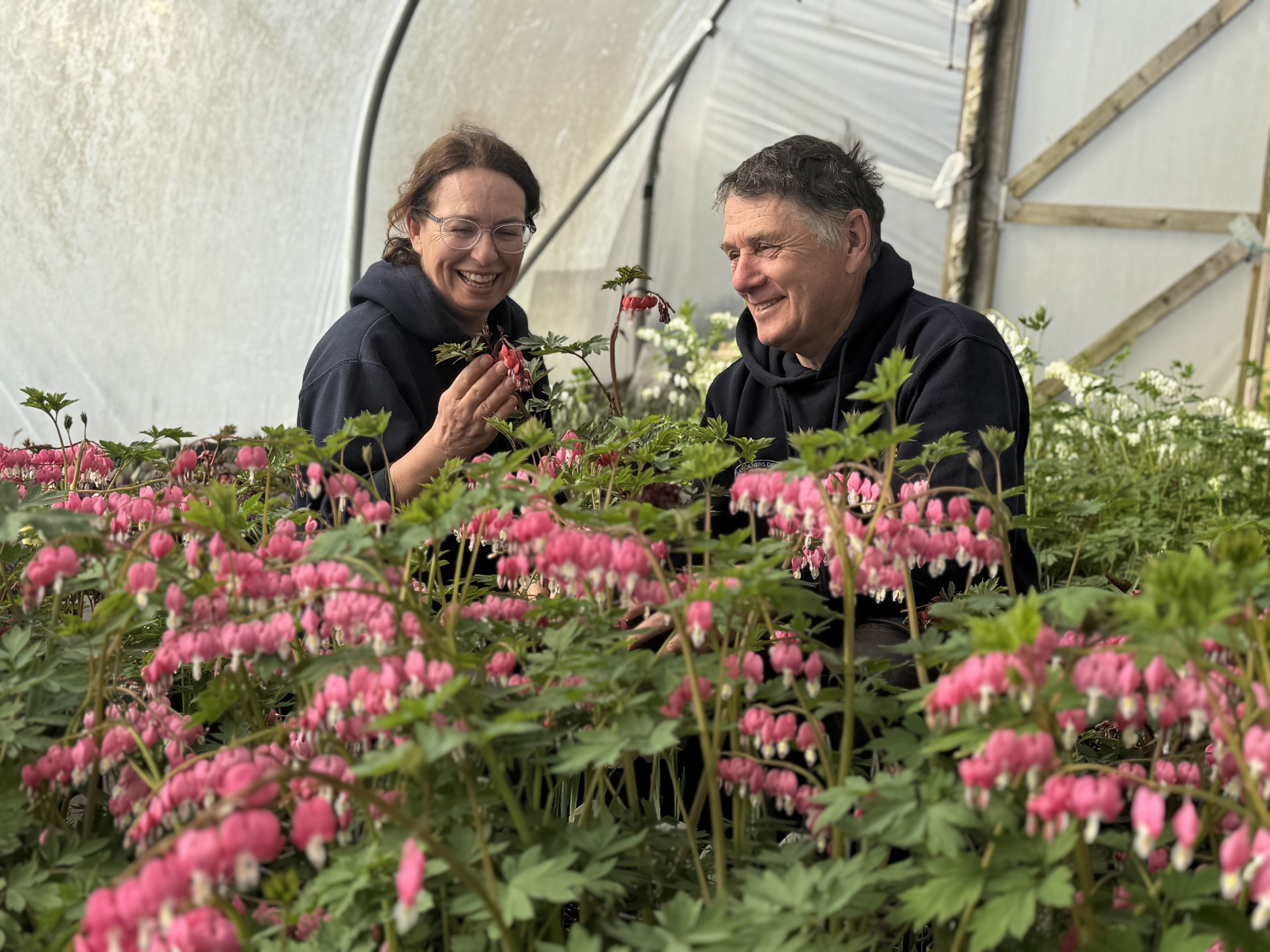 Hannah and Nick Wade celebrate their 35th anniversary of running Gardeners Delight Nursery at Bickington in Barnstaple as they inspect plants ahead of exhibiting at the RHS Chelsea Flower Show.