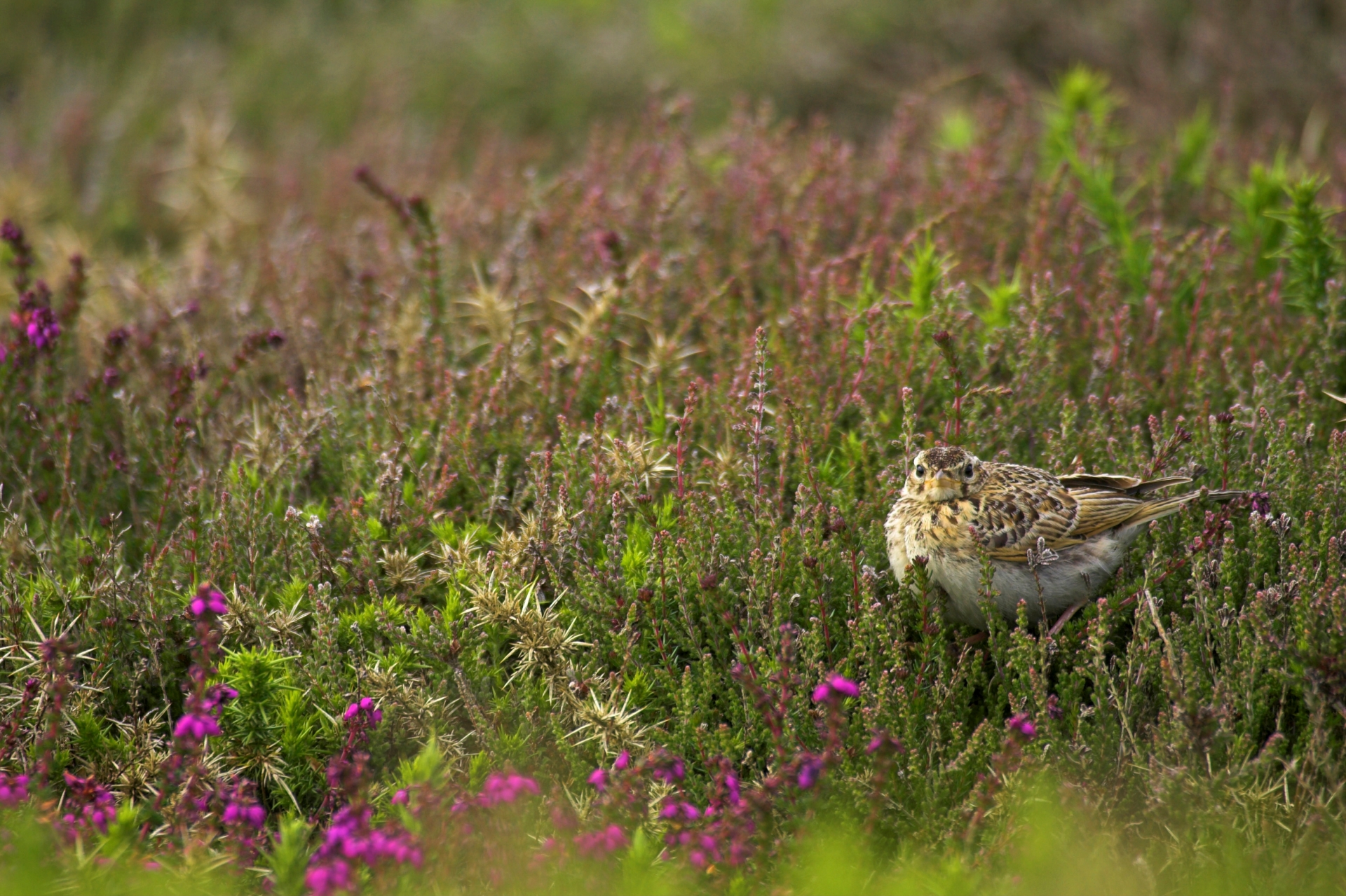 © Ben Hall/RSPB Images