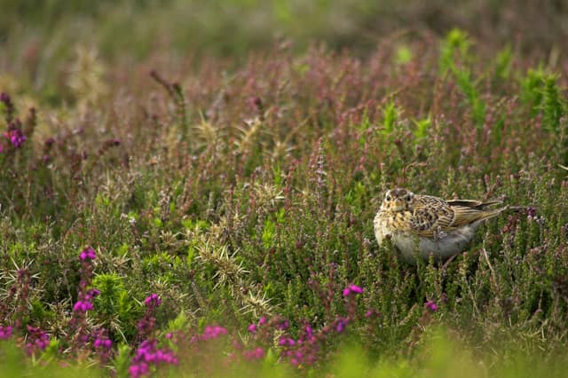 © Ben Hall/RSPB Images