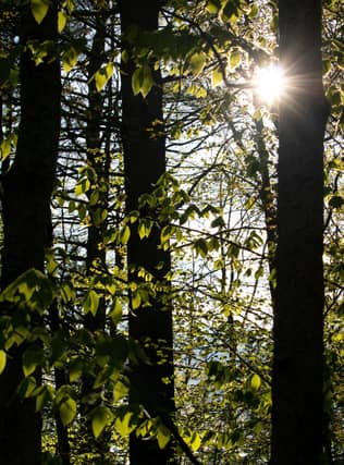Ash Dieback blights trees across the UK (Image courtesy: Jonathan Larson / Unsplash)