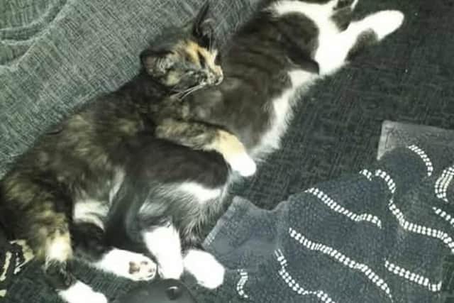 Cat missing for five years reunited with owner after turning up at ...