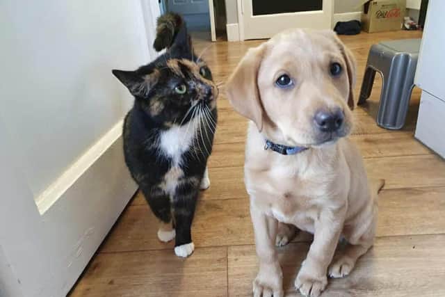 Cat missing for five years reunited with owner after turning up at ...
