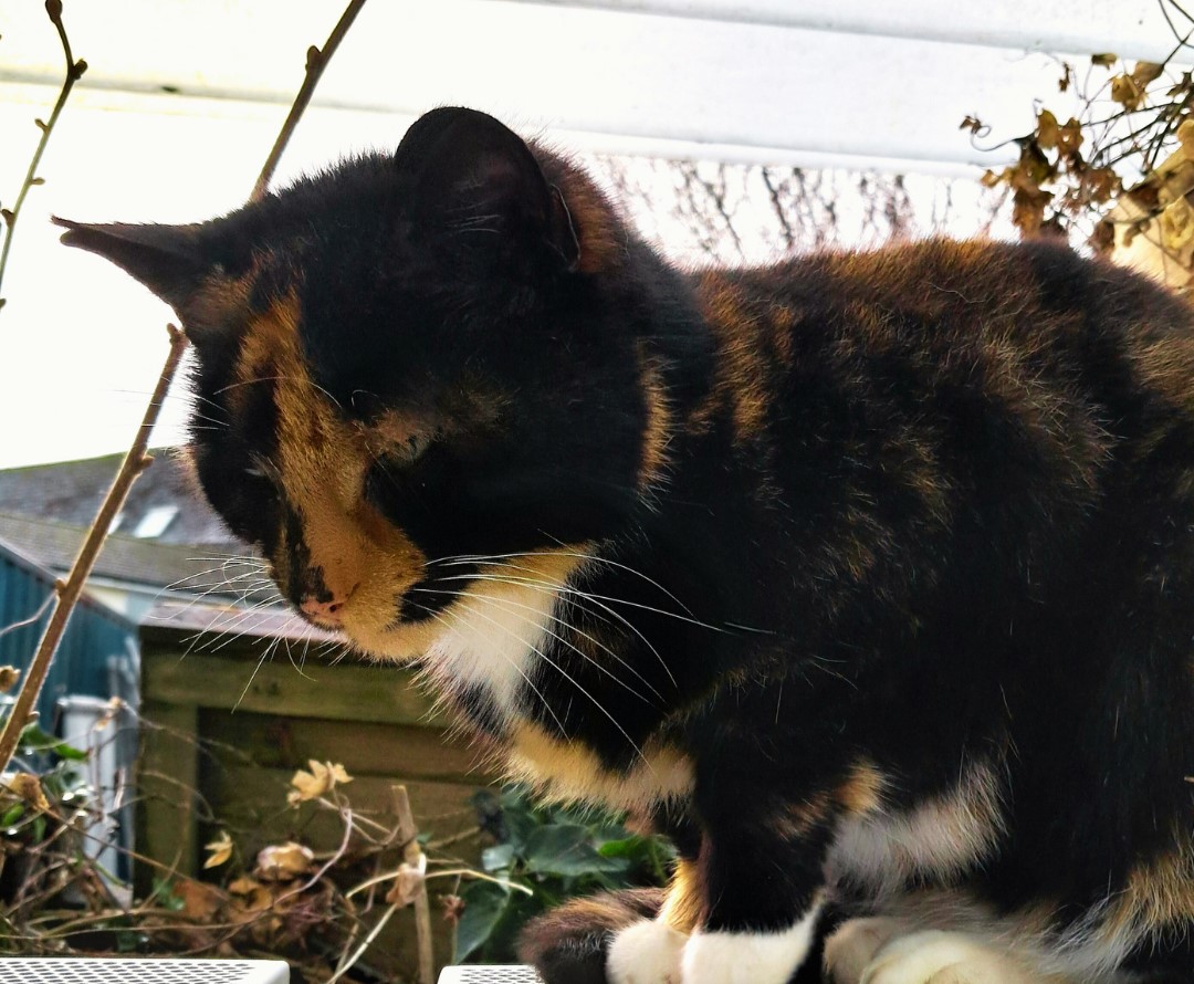 Cat missing for five years reunited with owner after turning up at ...