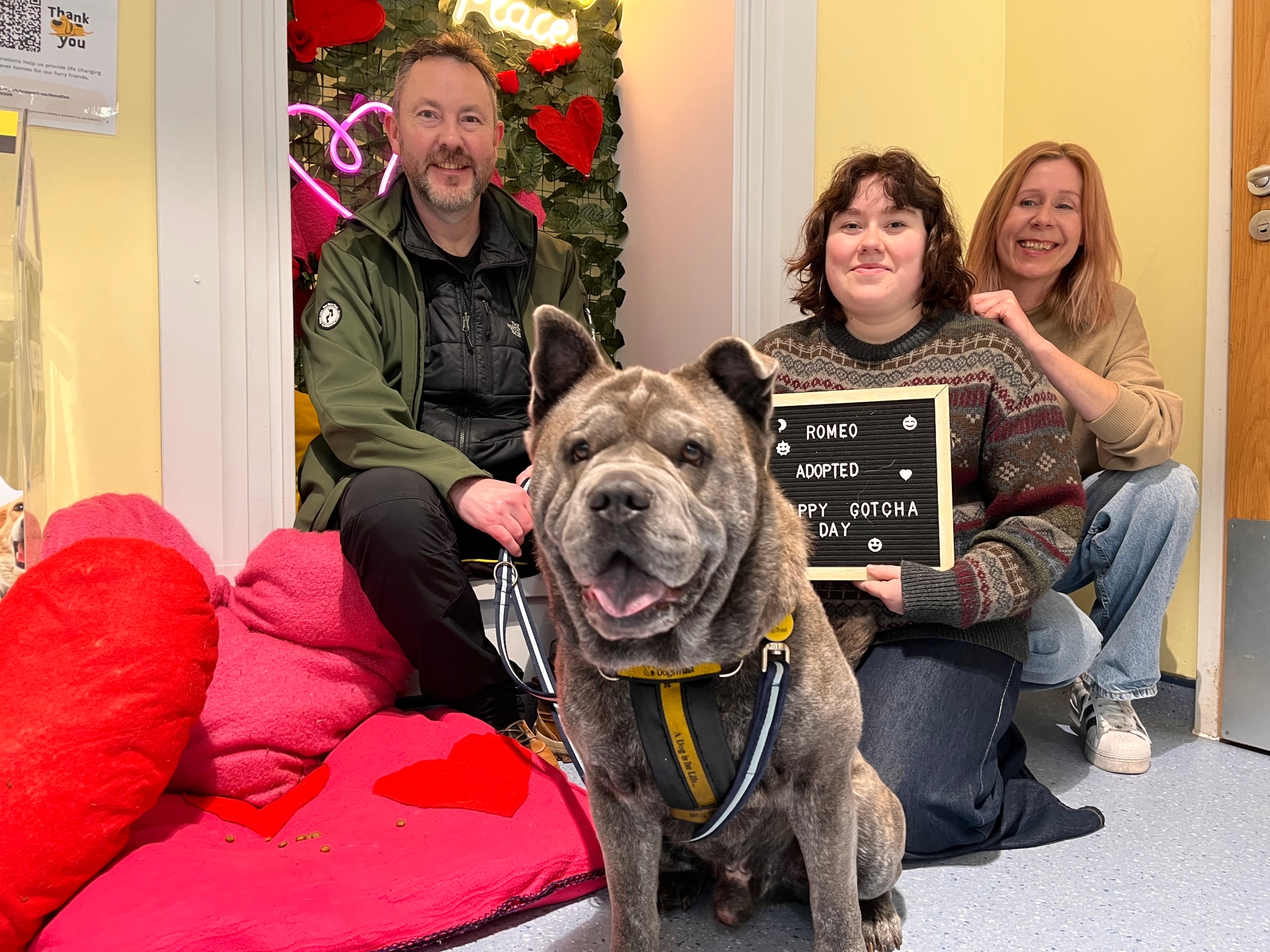 Romeo the rescue dog finally finds love after 106 days in care