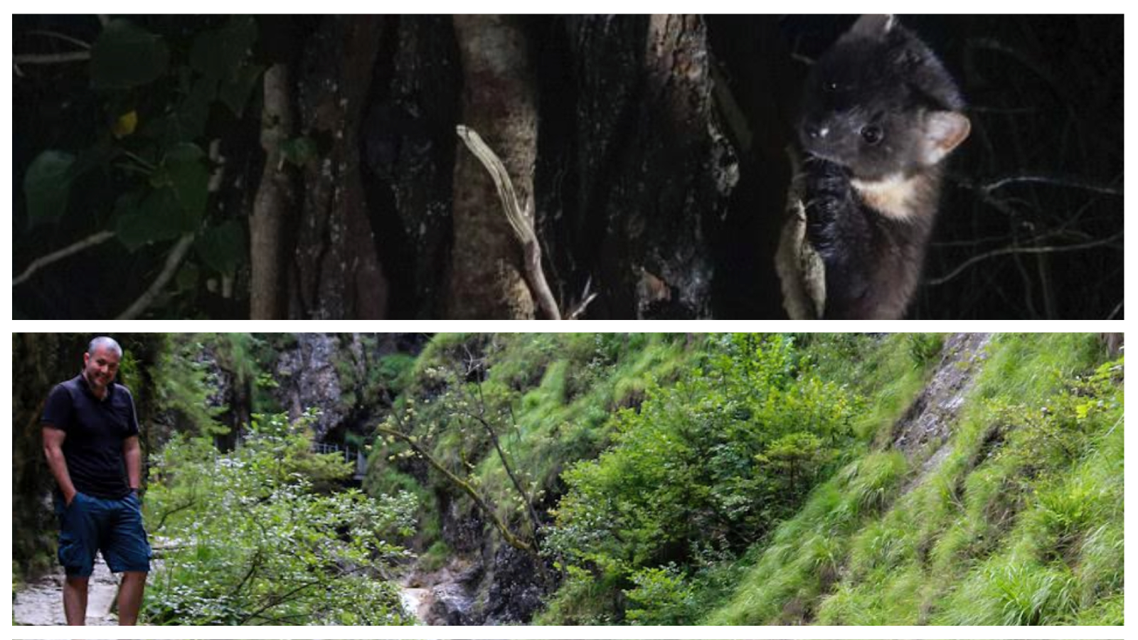 Dan Bagur: An insight into why the Pine Marten reintroduction matters for Dartmoor