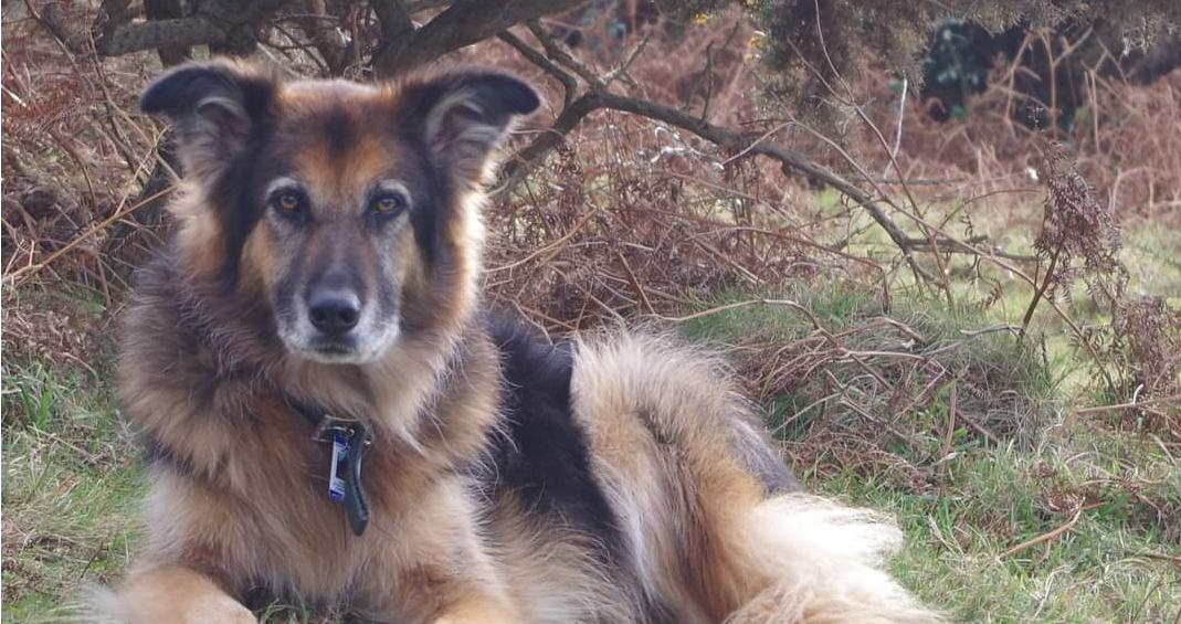 Tribute appeal for beloved North Devon assistance dog who was known to ...