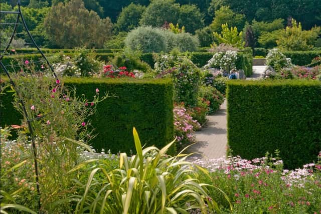 'Perfect weather' means this year's Festival of Roses at RHS Rosemoor ...