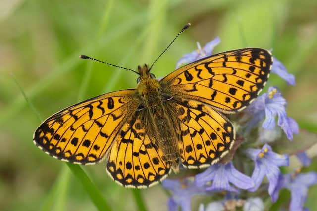 Four species of Devon butterflies under threat with their ‘worst year ...