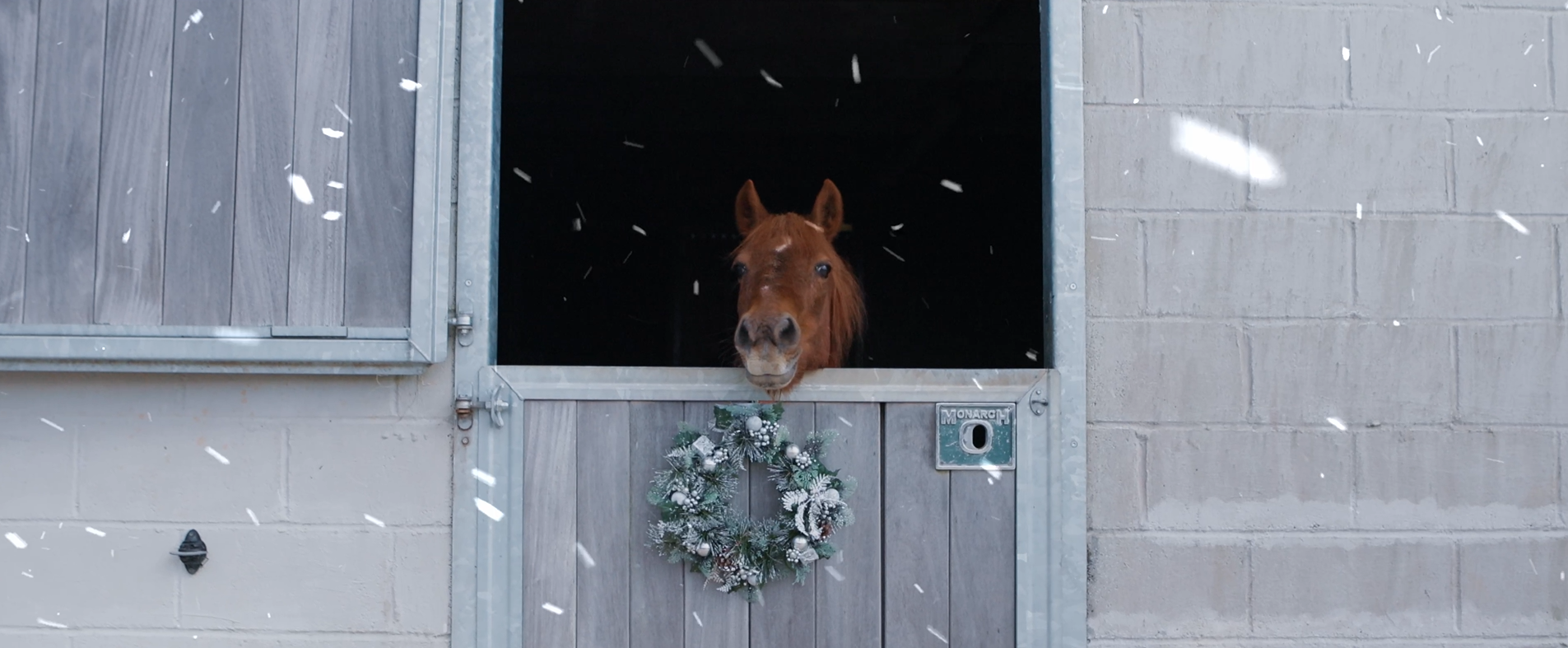 Front shot from the appeal. Credit: Mare and Foal Sanctuary