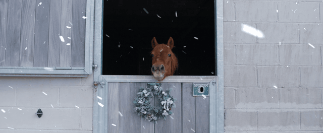 Front shot from the appeal. Credit: Mare and Foal Sanctuary