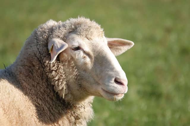 Sheep (Image courtesy: Uschi_Du/Pixabay)