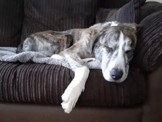 Ru, the Lurcher Cross
