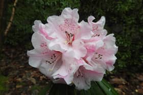 Rhododendron 'The Dowager' (People's Choice winner 2023). Credit Leonardslee Gardens