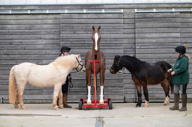 Wave (left) and Calvados (right) are introduced to The Mare and Foal Sanctuary's newest resident