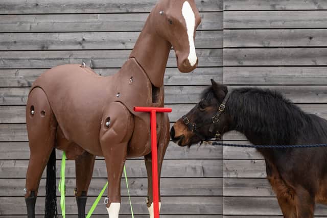 Named 'Max', this life-size equine mannequin is fully articulated and has been purchased by the charity with the help of funding.