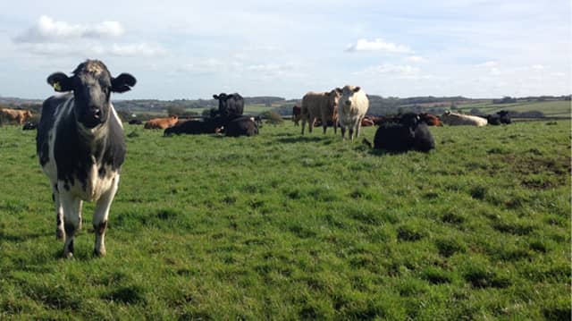 The plan will assist farmers with submitting planning applications and understanding permitted development regulations