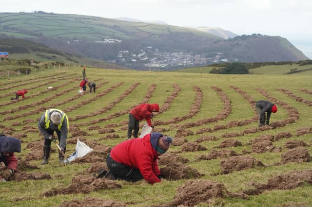The voluntary team planting trees at Barna Barrow. (Credit: National Trust)