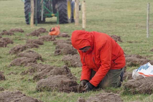 These trees, carefully selected to thrive in the challenging location, include hawthorn, blackthorn, crab apple, wild pear, whitebeam, rowan, and guelder rose.