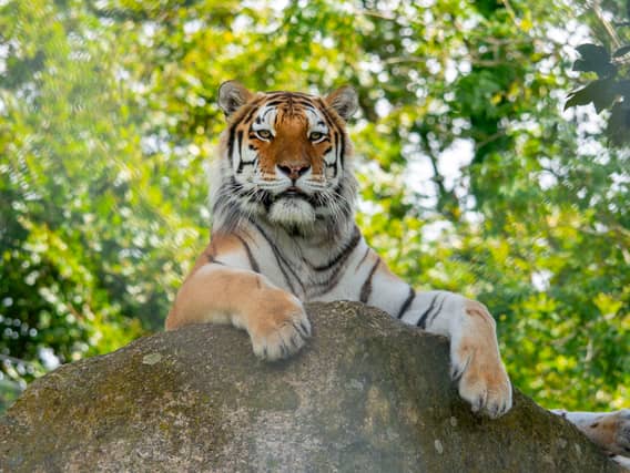 Dartmoor Zoo. (Credit: Kira Butters)