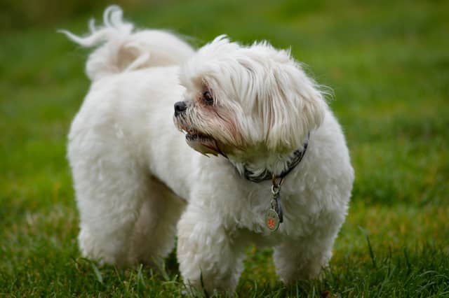 Generic dog photo - Credit: Koushik Chowdavarapu / Unsplash