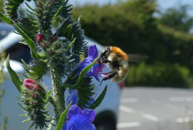 The Brown-banded carder bumblebee in Braunton - Credit: Bumblebee Conservation Trust