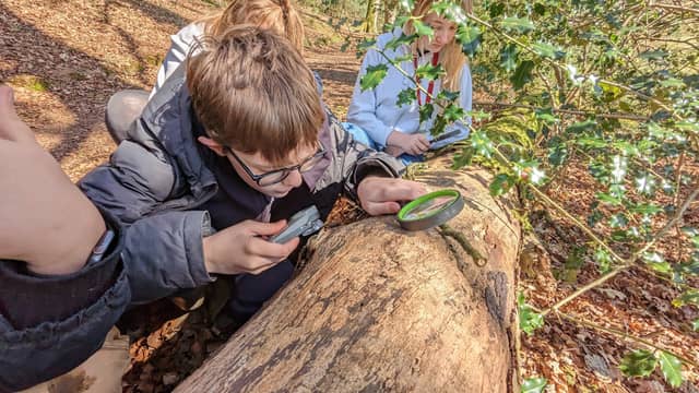 Up close and personal with woodland wonders - Credit: PFND