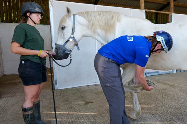 Horse and pony training day for the South West’s frontline animal ...