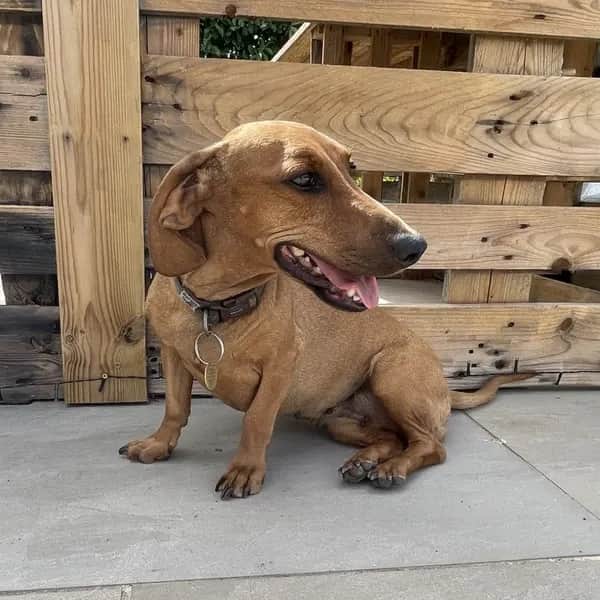 Flo is a 10-year-old Dachshund, a gentle and sensitive soul who needs patient adopters willing to let her get to know them at her own pace.