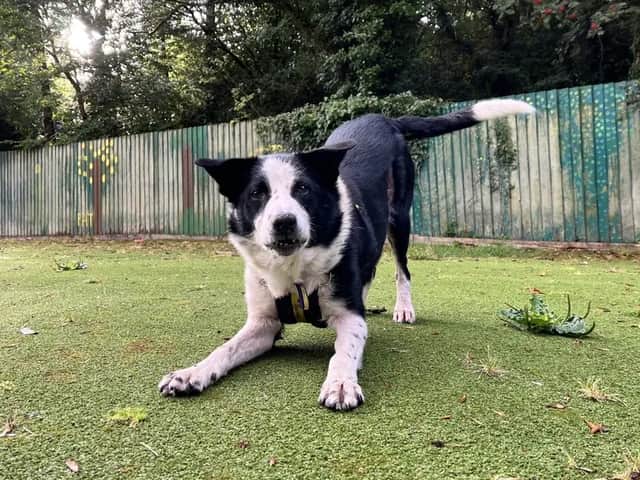 No one has told collie Desmond he is 10-years-old and he is still happy to play and explore.