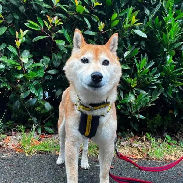 Lola is an 11-year-old Japanese Shiba Inu who likes to be independent but is happy to enjoy a fuss once she gets to know you.