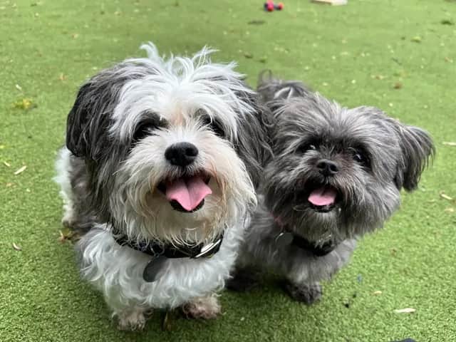 Pepper and Bandit are a bonded pair and must be rehomed together – they have been waiting a long time now to find their forever home.