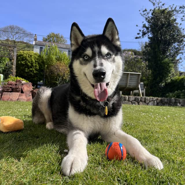 Husky Rocky is also 10 and still has plenty of energy but also likes to channel his inner couch potato too!
