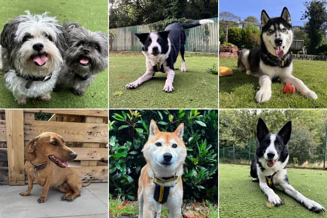 Dogs Trust Ilfracombe has seven ‘golden oldies’ with plenty of life left in them looking for their forever homes. Credit: Dogs Trust Ilfracombe