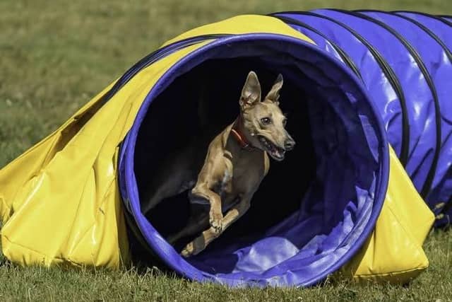 Jen Jen has received a PDSA Award for being at her owner's side through thick and thin.