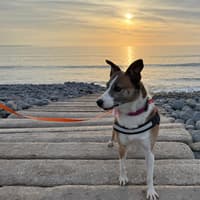 ‘Britain’s loneliest dog’ finds a home with Westward Ho! couple after TikTok campaign