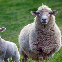 Torridge council agrees grant to help farms affected by bluetongue