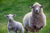 The bluetongue wave hitting farms across North Devon and Torridge over the summer has left many farmers struggling with extra financial pressures. Credit: NDC