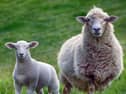 The bluetongue wave hitting farms across North Devon and Torridge over the summer has left many farmers struggling with extra financial pressures. Credit: NDC