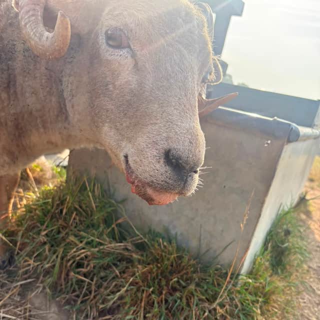 Bluetongue can often be fatal in sheep and causes drooling, their tongues to swell and breathing difficulties.