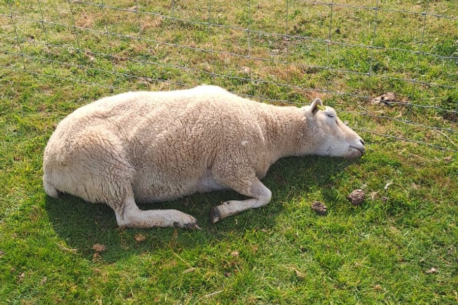 Devon County Council backs £180,000 bluetongue virus support fund