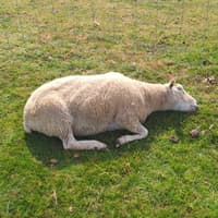 ‘Absolute shambles’ of government bluetongue response reignites Devon support fund