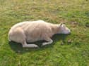 Bluetongue has killed hundreds of sheep in North Devon alone this summer, such as this one at a Muddiford smallholding.