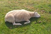 Bluetongue has killed hundreds of sheep in North Devon alone this summer, such as this one at a Muddiford smallholding.