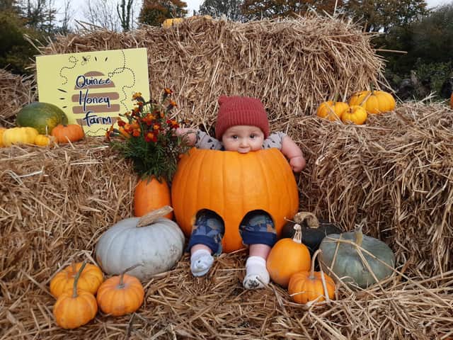 Pumpkin fun for all ages this October half term at Quince Honey Farm, South Molton.