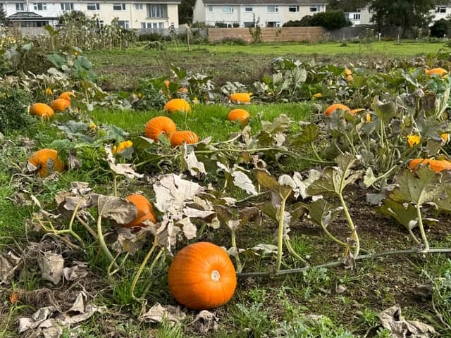 Pumpkins await at Pilton Community Farm, plus other produce for sale and pick your own dahlias too.