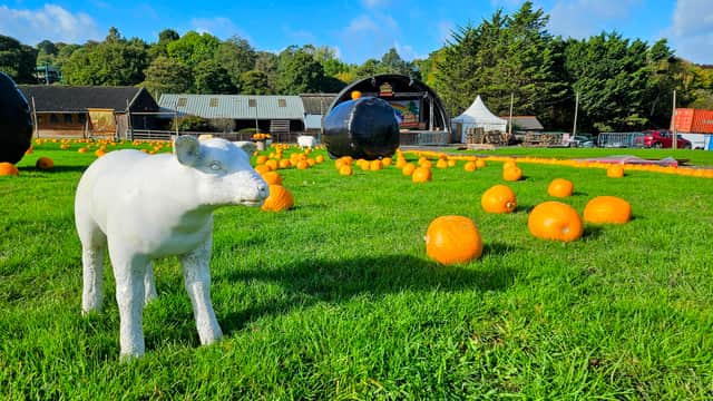 Sheep stand guard over the pumpkins at The BIG Sheep near Bideford, ready to be 'picked' and carved as part of the attraction's Halloween Festival fun.