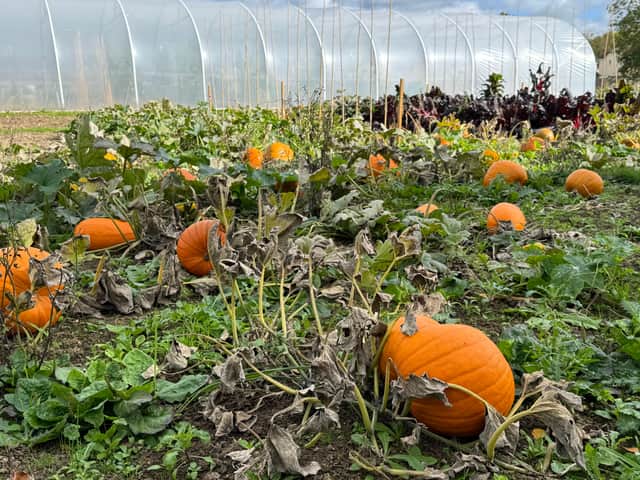 Just a very few of the pumpkins ready to pick at Pilton Community Farm next to Pilton College and Pathfield School – the pumpkin patches will be open to the public every morning during half term week.