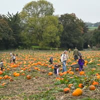 Where can you pick your own pumpkins in North Devon this half term?